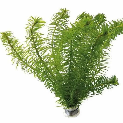 Elodea najas con tallos verdes y hojas finas en acuario de agua dulce