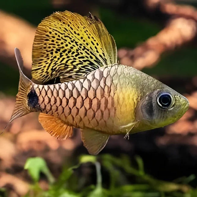 Barbo enano Velo Oreichthys crenuchoides