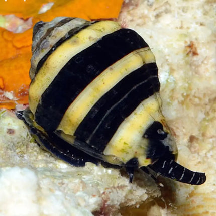 Caracol marino Engina mendicaria sobre roca viva, mostrando su concha brillante con bandas negras y naranjas en un acuario marino.