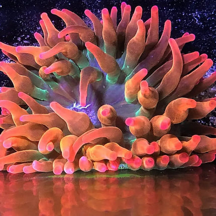 Entacmaea quadricolor roja, anémona burbuja de arrecife con tentáculos cortos, bulbosos y de un intenso color rojo, destacando en un acuario marino como refugio natural para peces payaso.