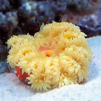 Epicystis crucifer