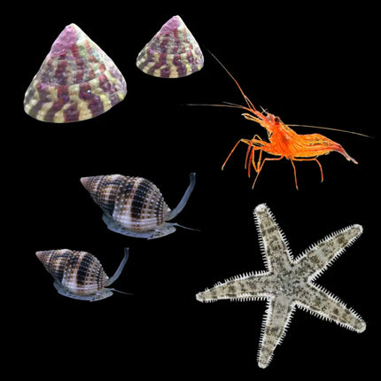 Equipo de limpieza para acuario marino formado por dos Trochus , dos Nassarius, una Lysmata seticaudata y una Archaster.  