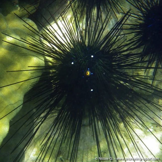 Erizo marino Diadema setosum en acuario, con largas espinas negras extendidas y cuerpo central oscuro sobre fondo rocoso.

