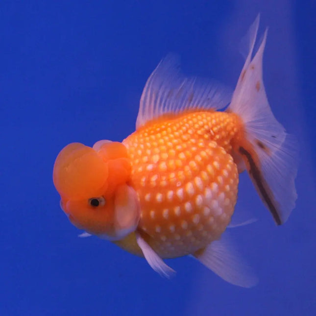 Goldfish escama perla de cuerpo redondeado con escamas abultadas y textura perlada