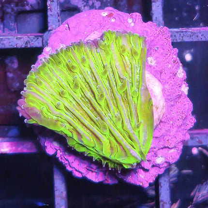 Esqueje de coral disco Fungia verde ultra con coloración intensa y estructura plana