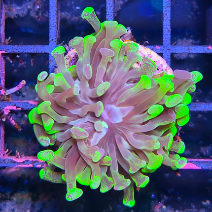 Euphyllia parancora puntas verde flúor – Coral LPS colorido  y elegante