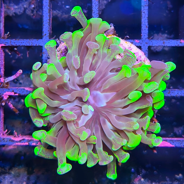 Euphyllia parancora puntas verde flúor – Coral LPS colorido  y elegante