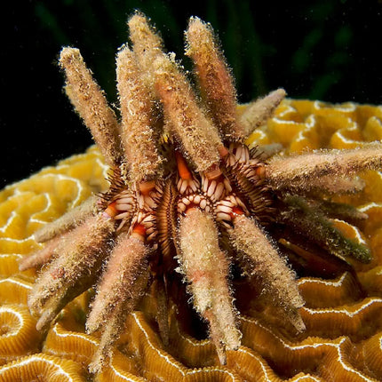 Erizo marino Eucidaris tribuloides sobre roca en acuario, mostrando sus espinas gruesas tipo lápiz de tonos marrones.