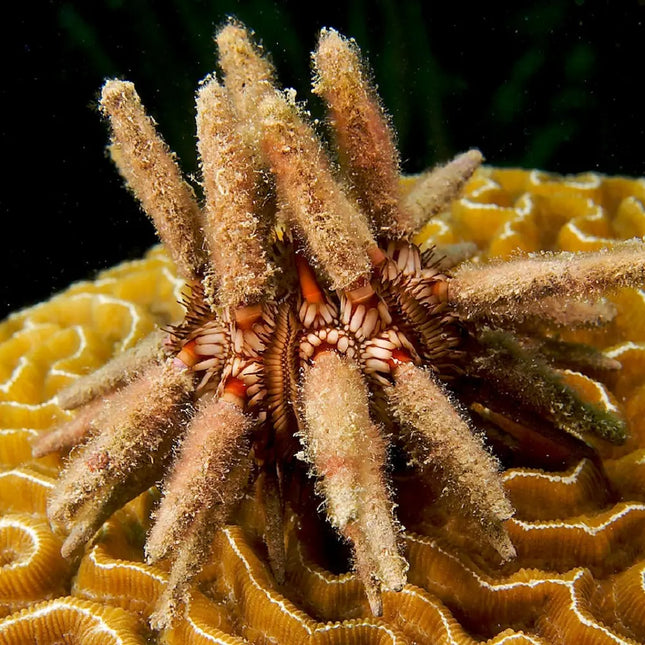 Erizo marino Eucidaris tribuloides sobre roca en acuario, mostrando sus espinas gruesas tipo lápiz de tonos marrones.