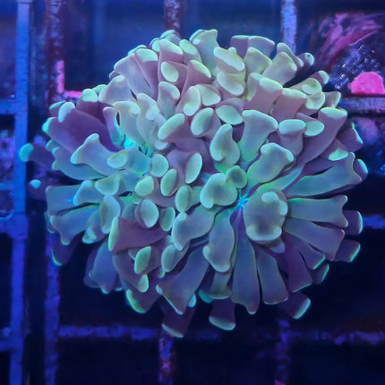 Euphyllia paraancora Blue