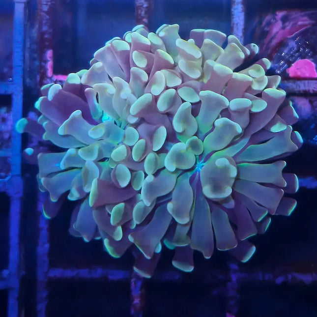 Euphyllia paraancora Blue