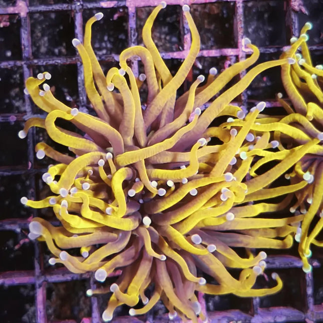 Coral amarillo de puntas moradas