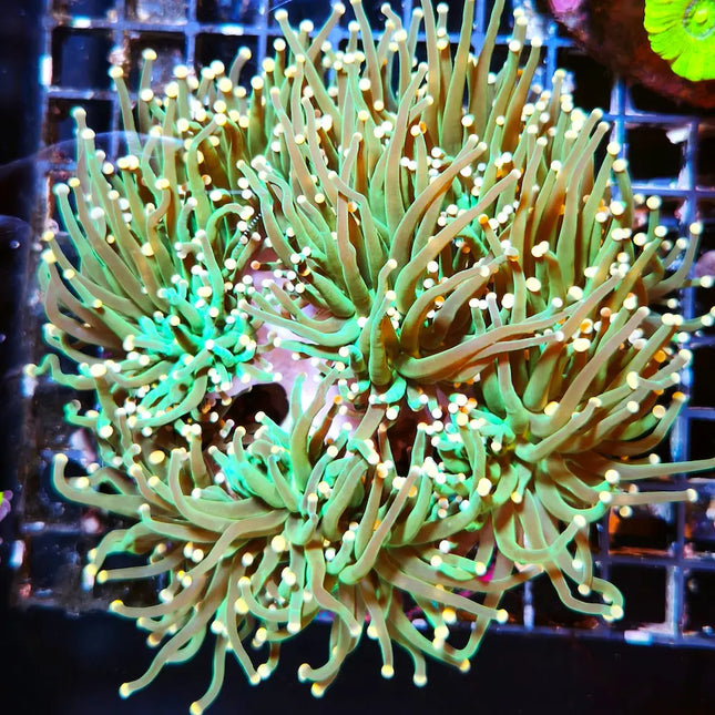euphyllia verde puntas blancas 
