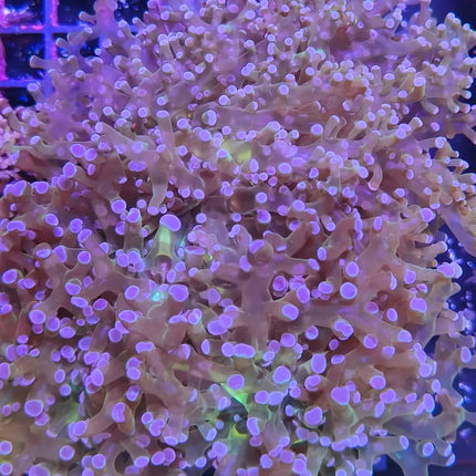 Euphyllia divisa verde con puntas moradas