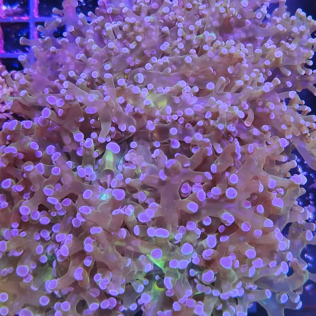 Euphyllia divisa verde con puntas moradas
