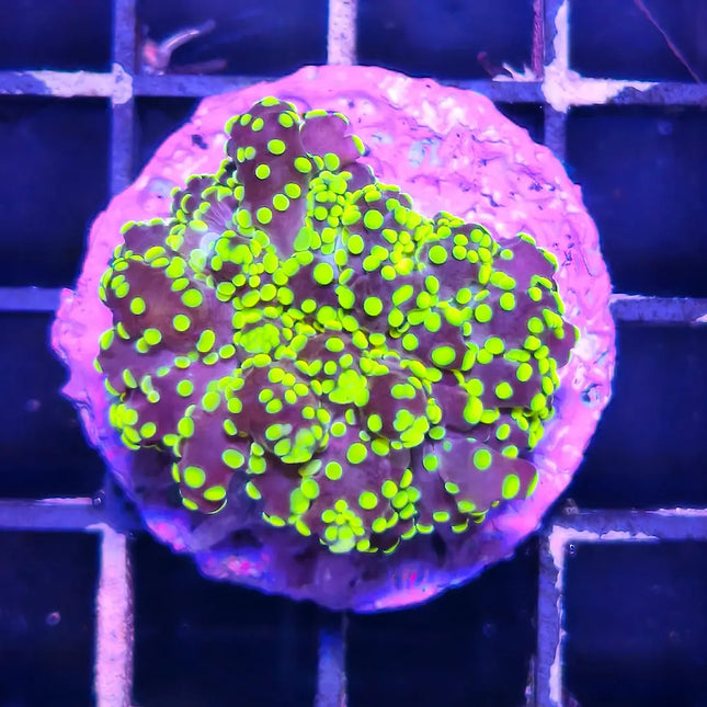 Euphyllia divisa Green