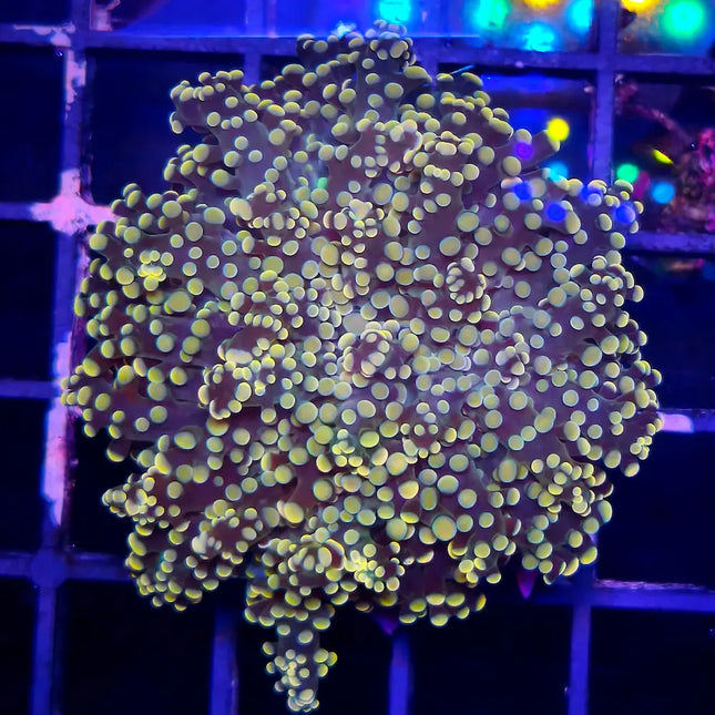 Euphyllia divisa Yellow