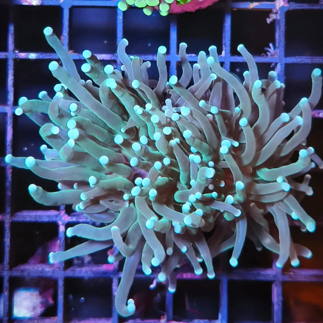 Euphyllia de pólipos muy largos y azulados, terminados en punta blanca