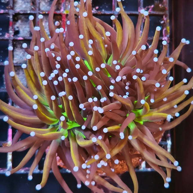 Euphyllia glabrescens torch con centro verde y puntas moradsas en acuario marino