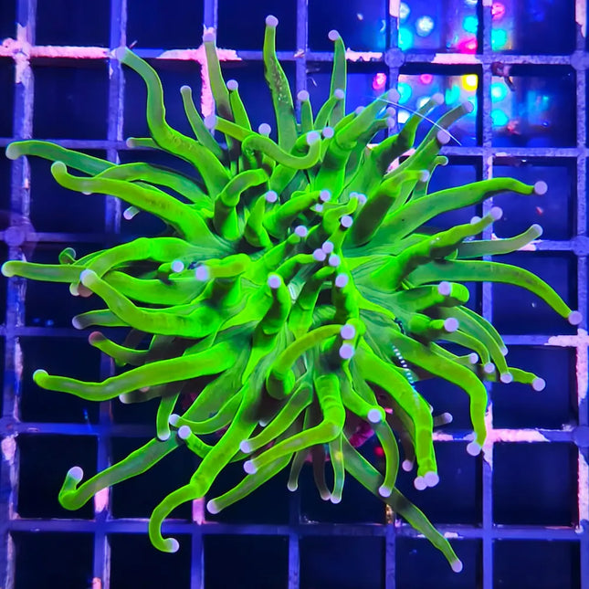 Euphyllia Torch