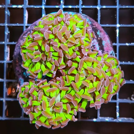 Euphyllia verde puntas moradas en un acuario marino