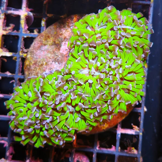 Euphyllia verde muy grande con puntas moradas