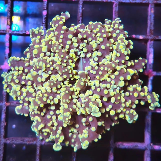 Euphyllia de pólipo marillo