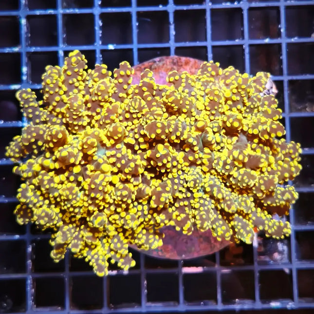Euphyllia yaeyamaensis amarilla en un acuario marino