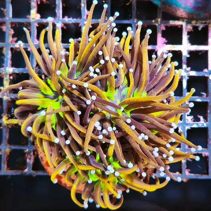 Euphyllia amarilla boca verde