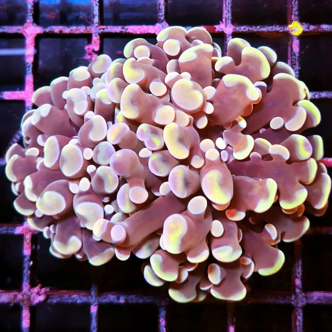 Eyphyllia de puntas redondeadas amarillas