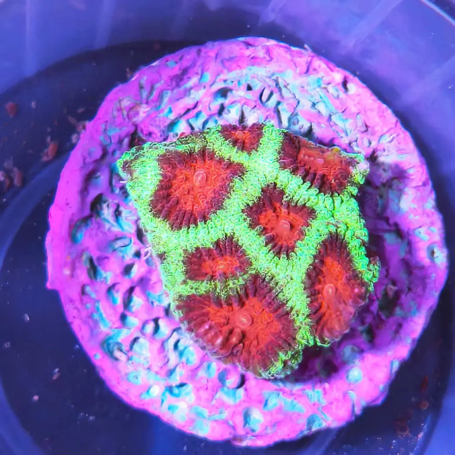 coral LPS verde con el centro rojo