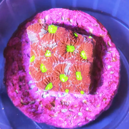 Esqueje de Favia