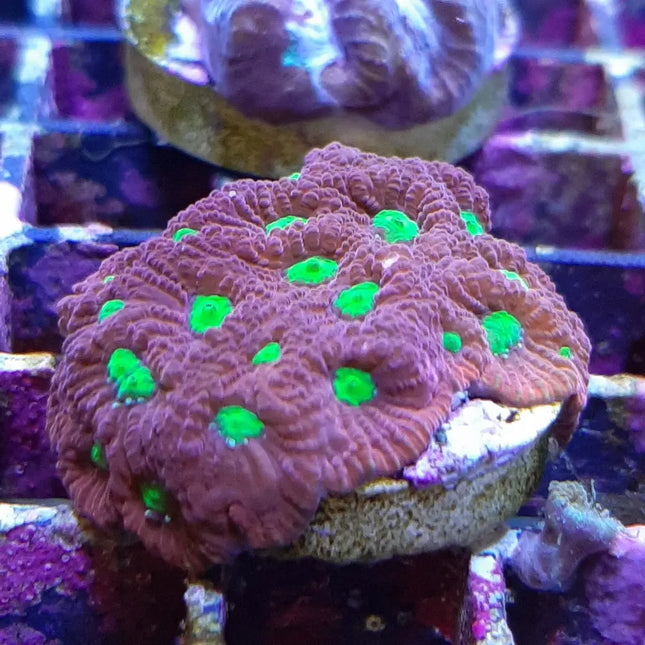 Esqueje de coral Favites sp., coral cerebro LPS con pólipos coloridos bien definidos y estructura compacta