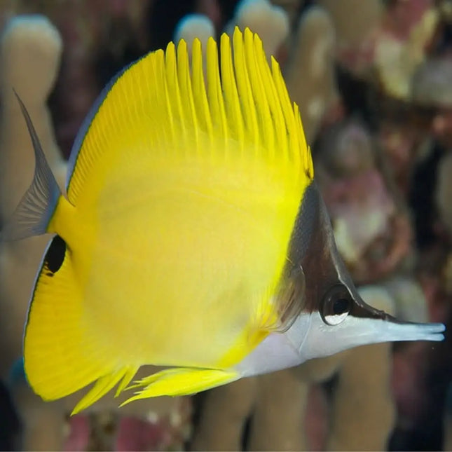Forcipiger flavissimus pez mariposa de nariz larga amarillo con aletas oscuras para acuario marino