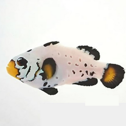 Amphiprion ocellaris Frostbite S/M
