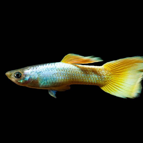 Guppy Dumbo Full Gold 3-4 cm (Pareja)