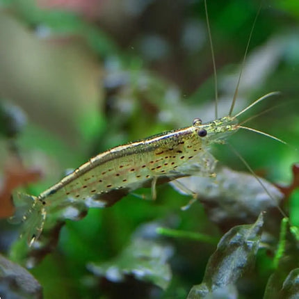 Gamba Caridina multidentata (Amano Shrimp) sobre plantas y sustrato en acuario de agua dulce.