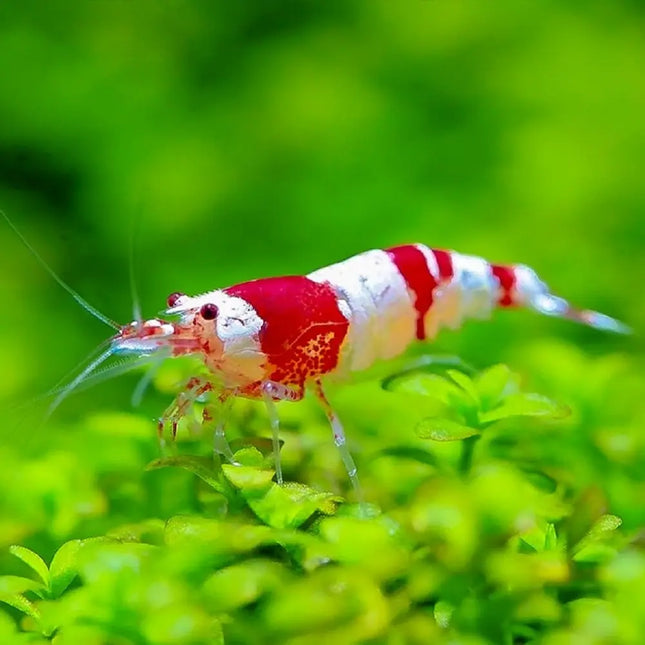 Gamba Crystal Red Caridina cantonensis con bandas rojas y blancas características en acuario de agua dulce.