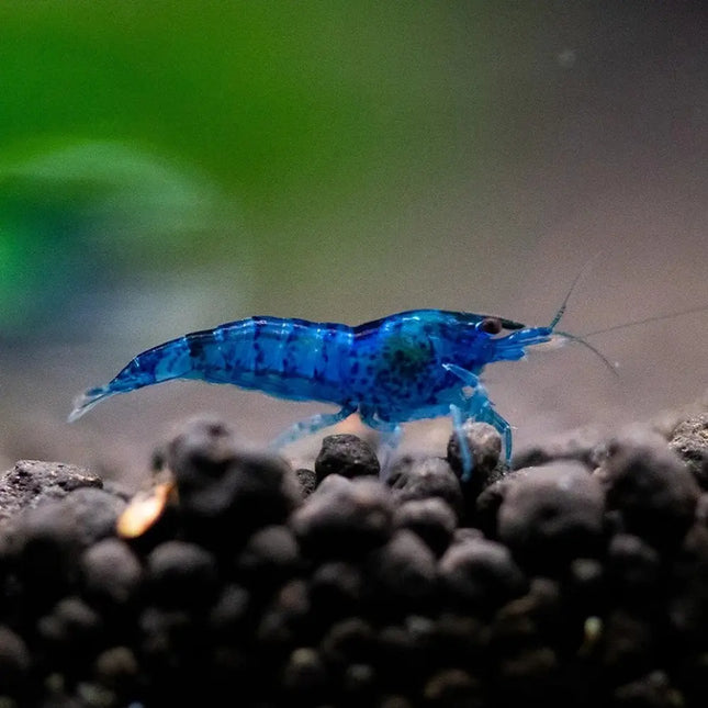 Gamba Dark Blue Neocaridina davidi de color azul intenso en acuario de agua dulce.