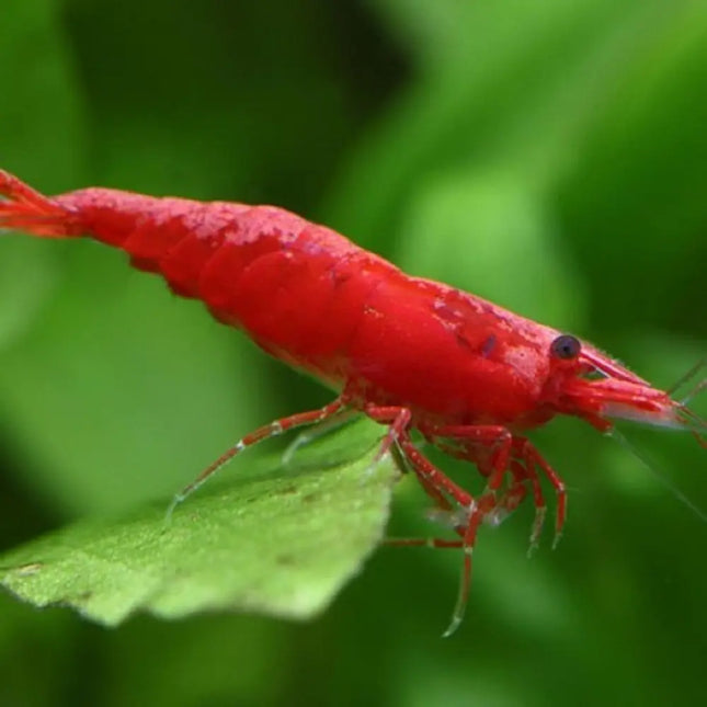 Gamba Sakura Neocaridina davidi var. Sakura de color rojo intenso en acuario de agua dulce.