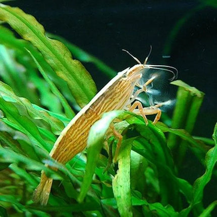 Gamba Rinoceronte Atyopsis moluccensis con abanicos filtradores característicos en acuario de agua dulce.