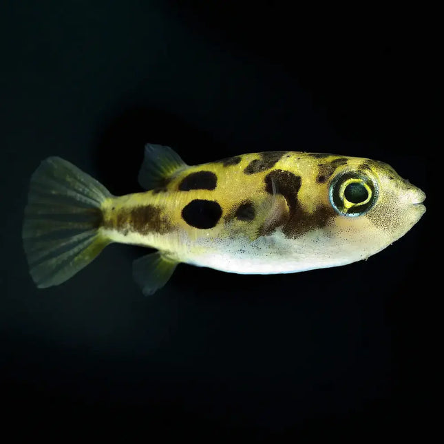Carinotetraodon travancoricus de cuerpo compacto y coloración amarilla con manchas oscuras irregulares distribuidas por todo el cuerpo. Sus grandes ojos móviles independientes y su característica forma redondeada le confieren una apariencia única entre los peces de agua dulce.