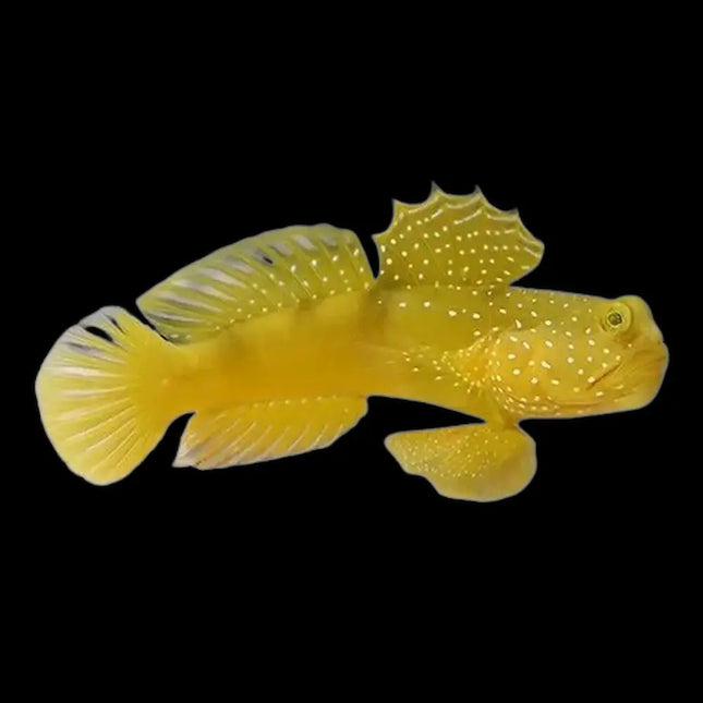 Cryptocentrus cinctus de cuerpo alargado, color marrón claro con una banda blanca vertical distintiva en la mitad del cuerpo. Ojos grandes y expresivos, aletas pectorales translúcidas.
