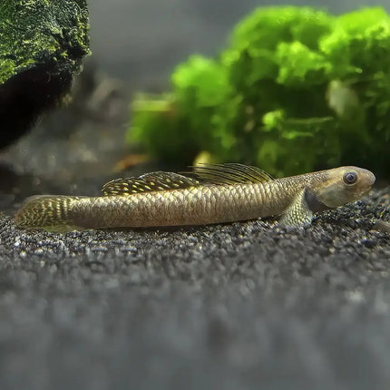 Gobio arcoíris de cuerpo alargado y coloraciones brillantes, posado sobre una roca, visto de perfil sobre fondo de acuario.