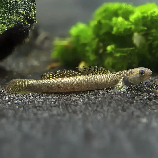 Gobio arcoíris de cuerpo alargado y coloraciones brillantes, posado sobre una roca, visto de perfil sobre fondo de acuario.