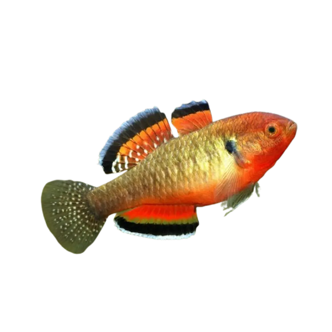 Hypseleotris compressa de cuerpo alargado y color dorado con reflejos verdes, visto de perfil sobre fondo negro.
