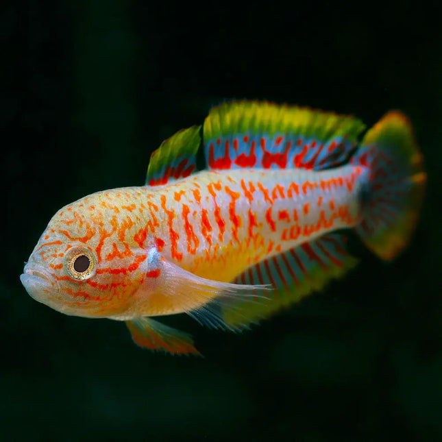 Gobio arcoíris Tateurdina ocellicauda con tonos azules y naranjas, visto de perfil sobre fondo negro.
