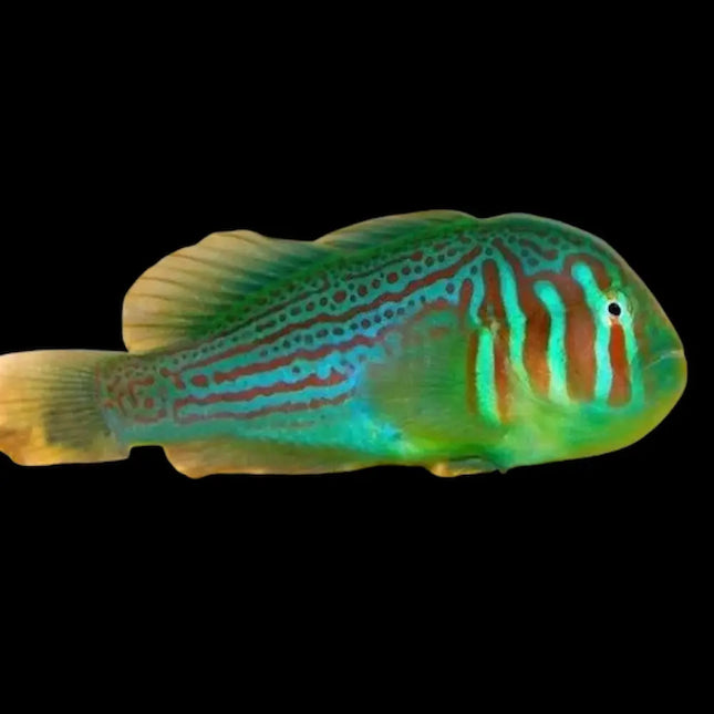 Gobiodon histrio con cuerpo compacto y color verde intenso cubierto por líneas azul neón que recorren cabeza y cuerpo. Aletas redondeadas, con las pectorales casi transparentes. Ojos grandes, ligeramente elevados. Boca pequeña.