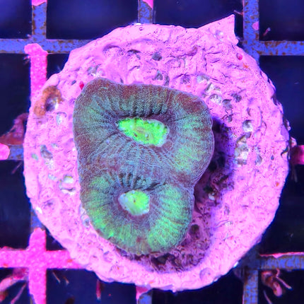Esqueje de Goniastrea sp. | Coral cerebro LPS para acuarios marinos