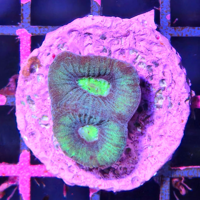 Esqueje de Goniastrea sp. | Coral cerebro LPS para acuarios marinos